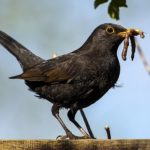 the early bird catches the worm. #AtoZChallenge. www.cherylsterlingbooks.com