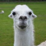 Llama Drama. #AtoZChallenge. www.cherylsterlingbooks.com