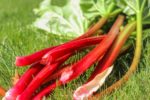 incredible rhubarb success stories