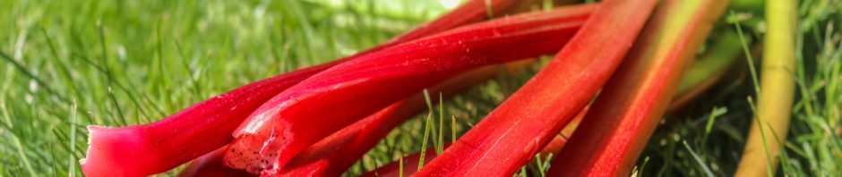 incredible rhubarb success stories